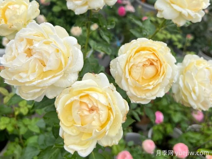 象牙伊芙伯爵月季/象牙伯爵(图2)