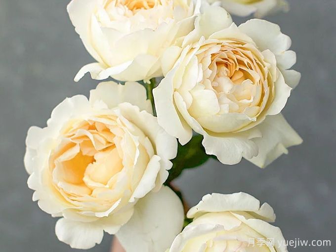 象牙伊芙伯爵月季/象牙伯爵(图3)