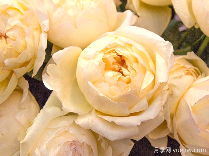 象牙伊芙伯爵月季/象牙伯爵(图4)