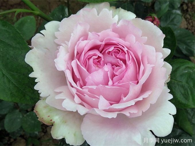 伊芙光月季(图1)