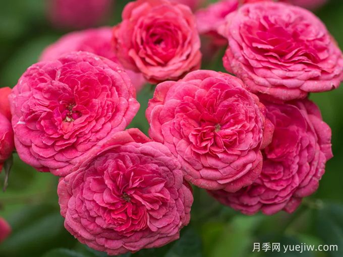 咿咿呀呀月季(图2)