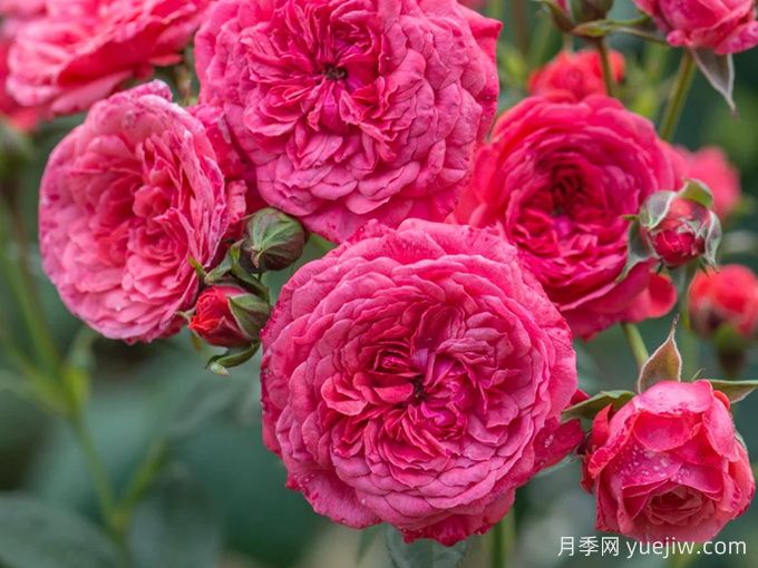 咿咿呀呀月季(图1)