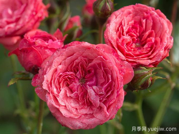 咿咿呀呀月季(图3)