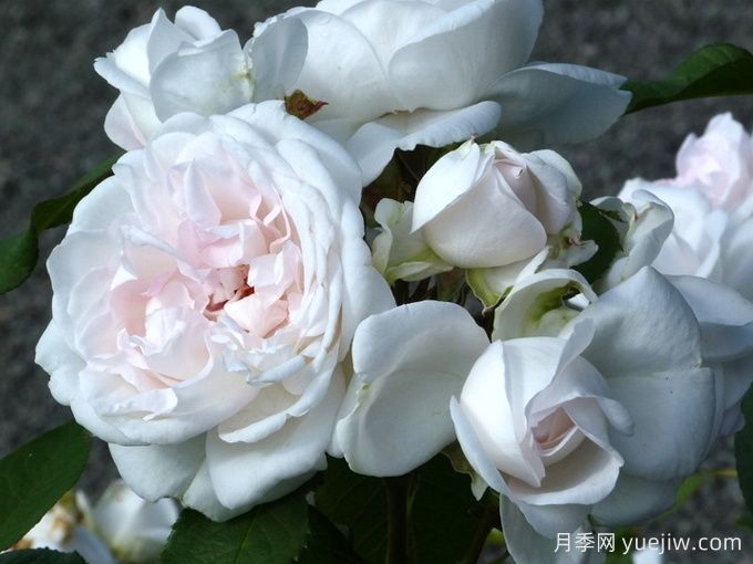 伊维奇月季/含羞蓓蕾/玫瑰腮红(图2)