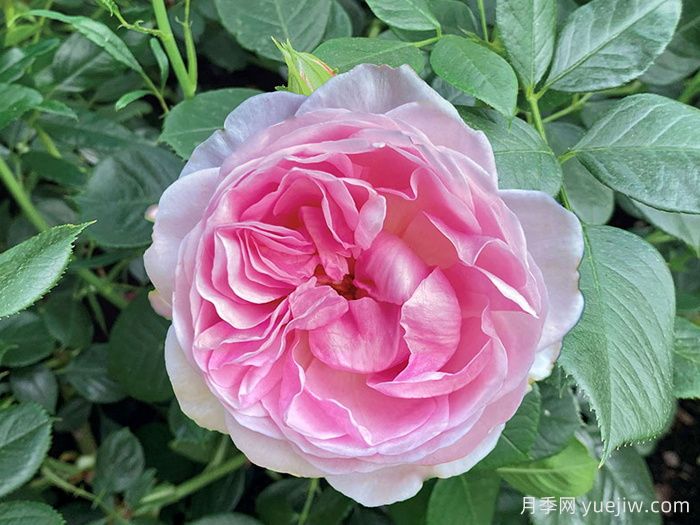 女王伊丽莎白二世月季/铂金庆典月季(图1)