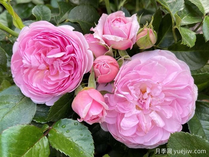 女王伊丽莎白二世月季/铂金庆典月季(图2)