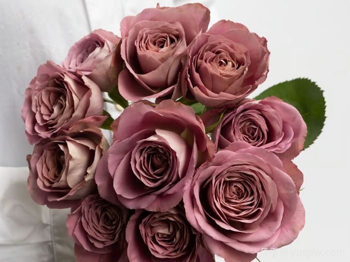 白昼黑影月季/今日之影(图3)