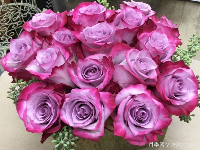 深紫玫瑰月季/一片深紫/深紫乐队(图2)