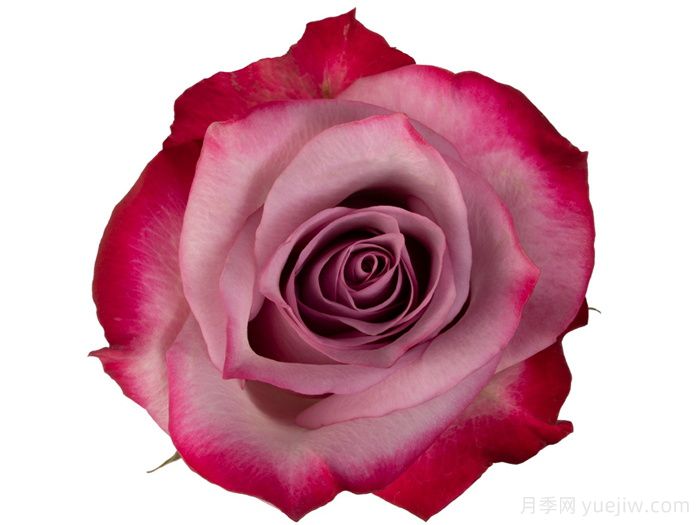 深紫玫瑰月季/一片深紫/深紫乐队(图1)