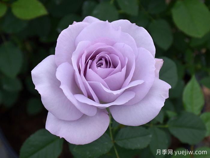 银线月季/银线希望/银色衬里(图1)