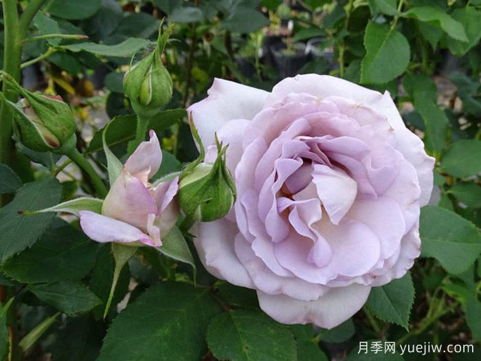 银线月季/银线希望/银色衬里(图2)