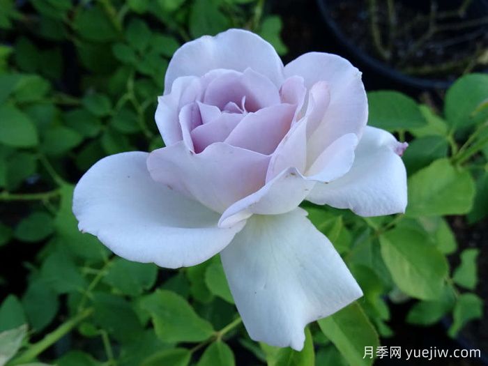 银线月季/银线希望/银色衬里(图3)