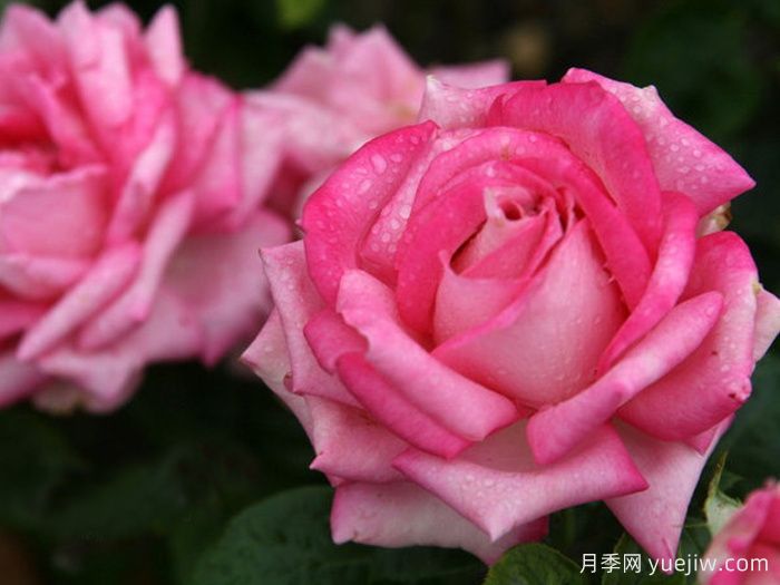 银线月季/一线希望(图2)