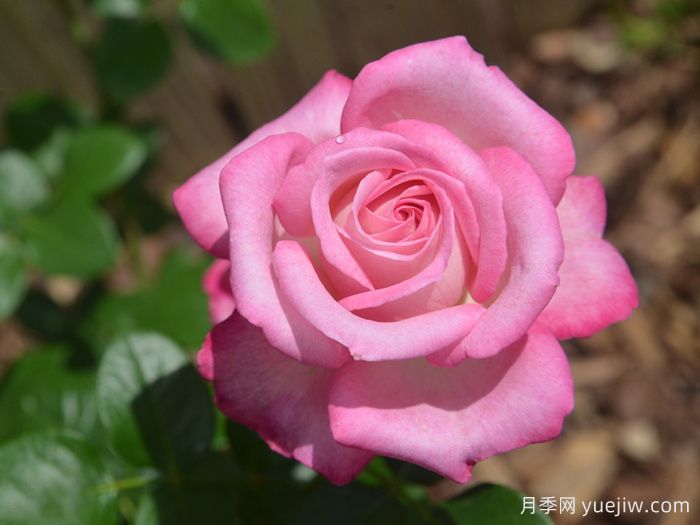 银线月季/一线希望(图1)