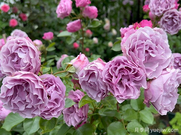 月夜光影月季(图2)