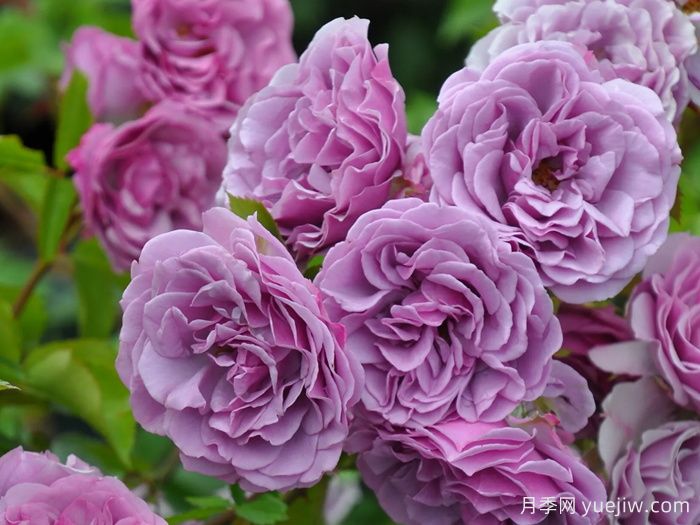 月夜光影月季(图1)