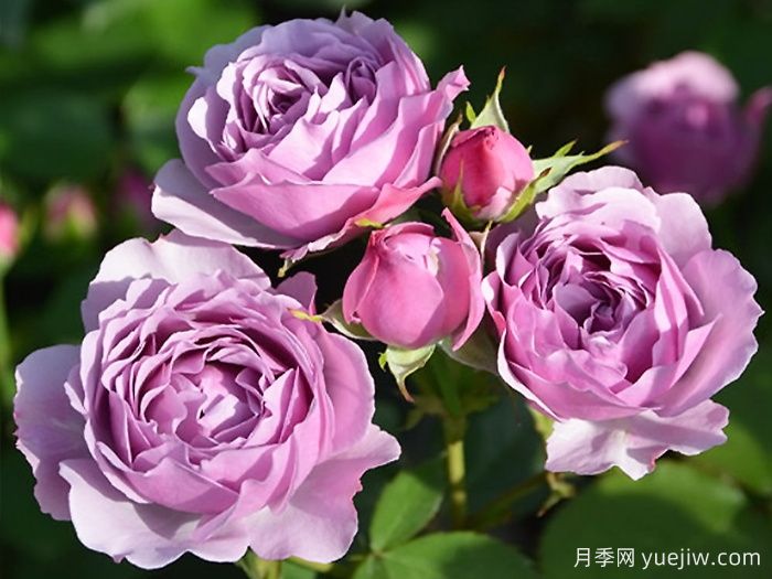 月夜光影月季(图3)