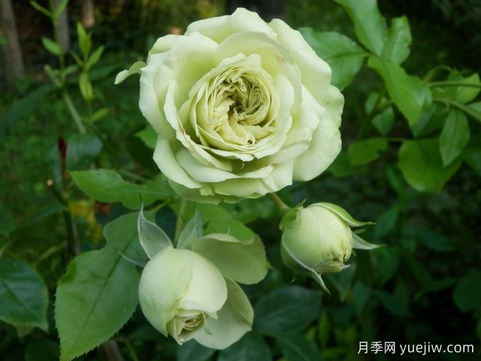 可爱绿月季/迷人的绿色(图1)
