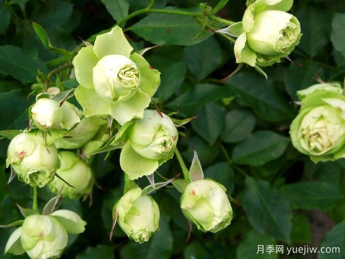 可爱绿月季/迷人的绿色(图2)