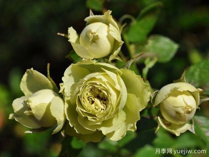 可爱绿月季/迷人的绿色(图3)