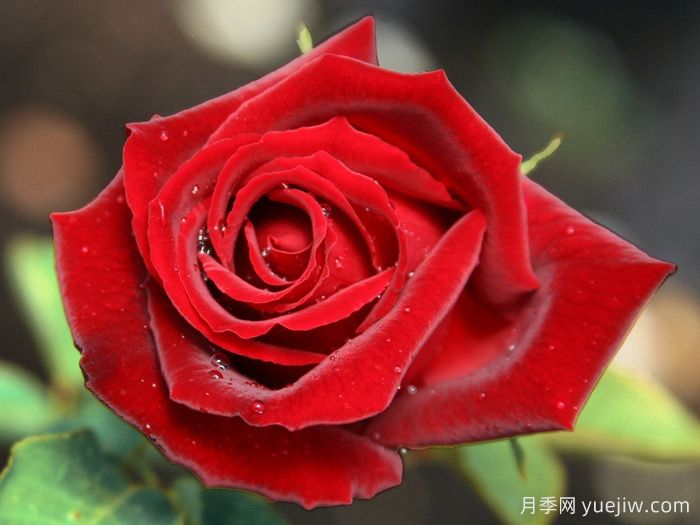 约瑟芬布鲁斯月季(图1)