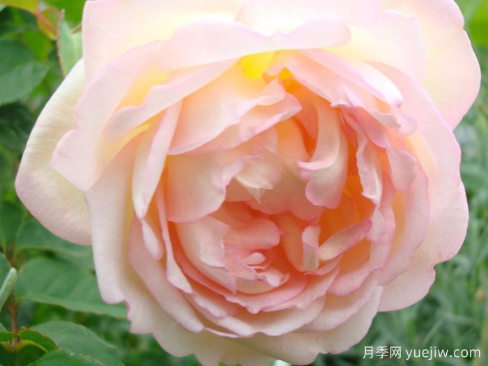 约瑟夫施瓦茨夫人月季(图2)