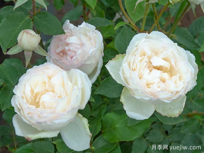 约瑟夫施瓦茨夫人月季(图1)