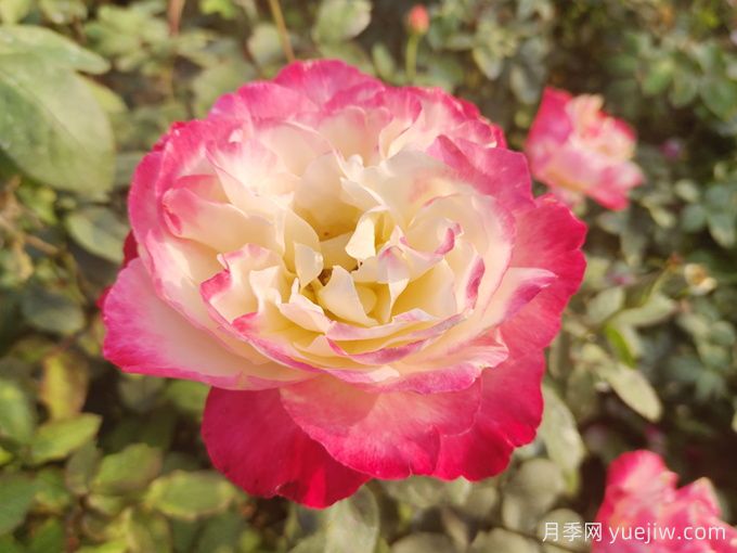 推荐13款香水月季品种，香味浓郁是真香(图1)