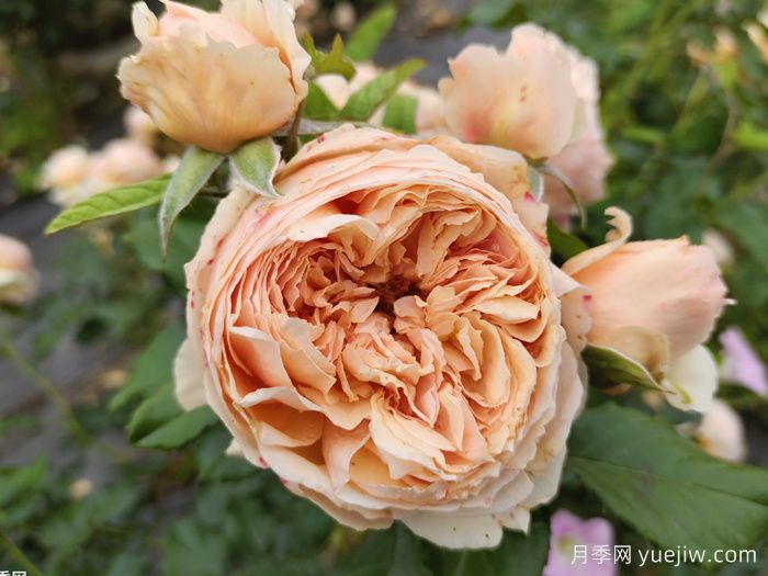 推荐13款香水月季品种，香味浓郁是真香(图5)