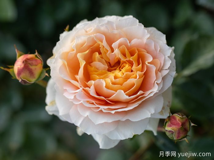 落日熔金月季(图1)