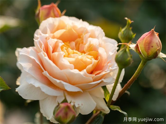 落日熔金月季(图4)