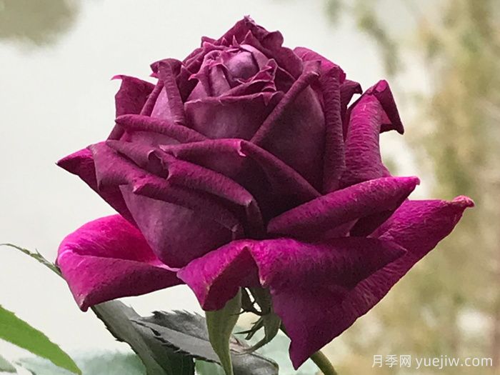 紫茸月季(图2)