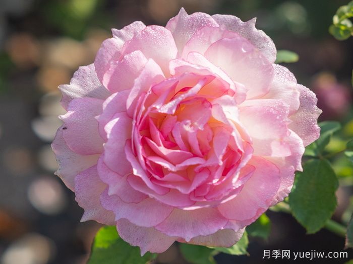 玉碗纱月季(图1)