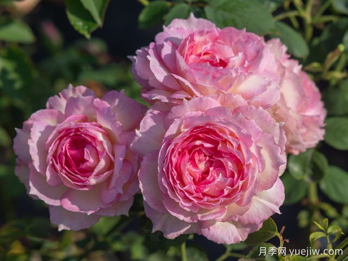 玉碗纱月季(图2)