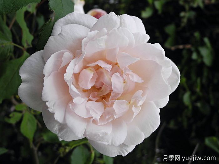 卡里叶夫人月季/阿尔弗雷德夫人(图1)