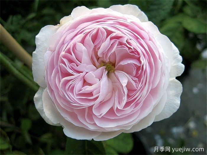 公爵夫人蒙特贝罗月季(图1)