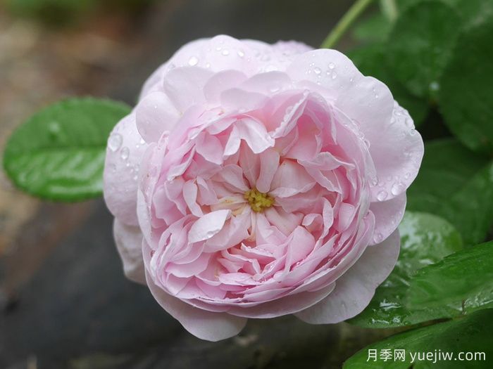 公爵夫人蒙特贝罗月季(图2)