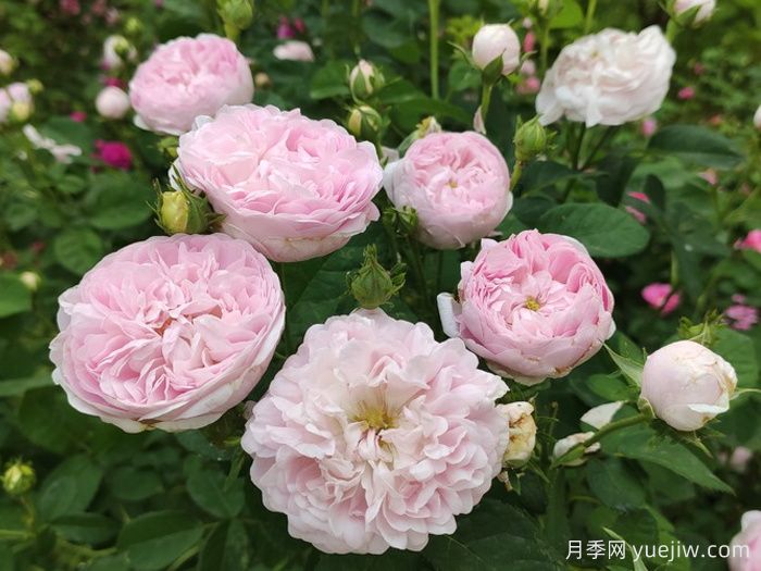 公爵夫人蒙特贝罗月季(图3)