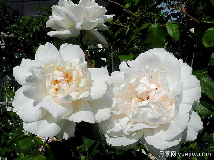 卡里叶夫人月季/阿尔弗雷德夫人(图2)