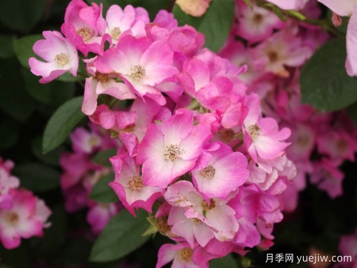 芭蕾舞女月季(图1)