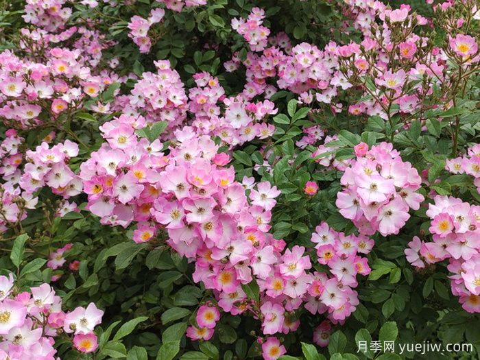 芭蕾舞女月季(图2)