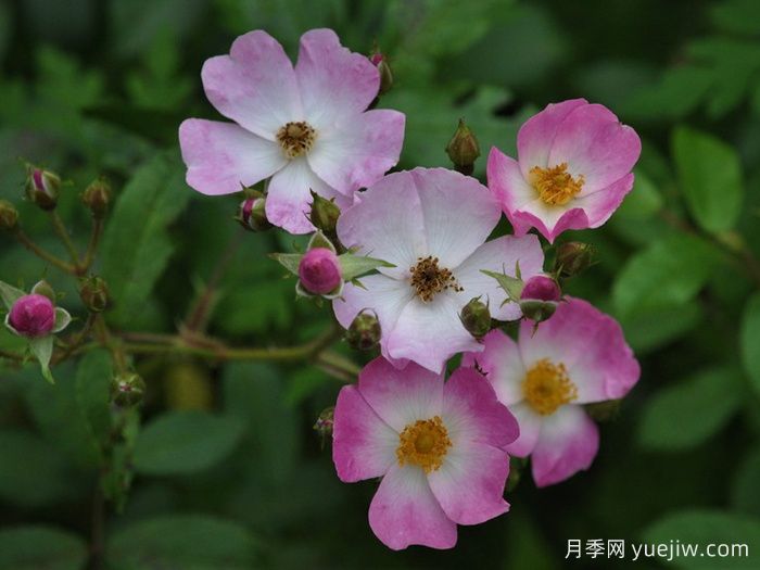 芭蕾舞女月季(图3)