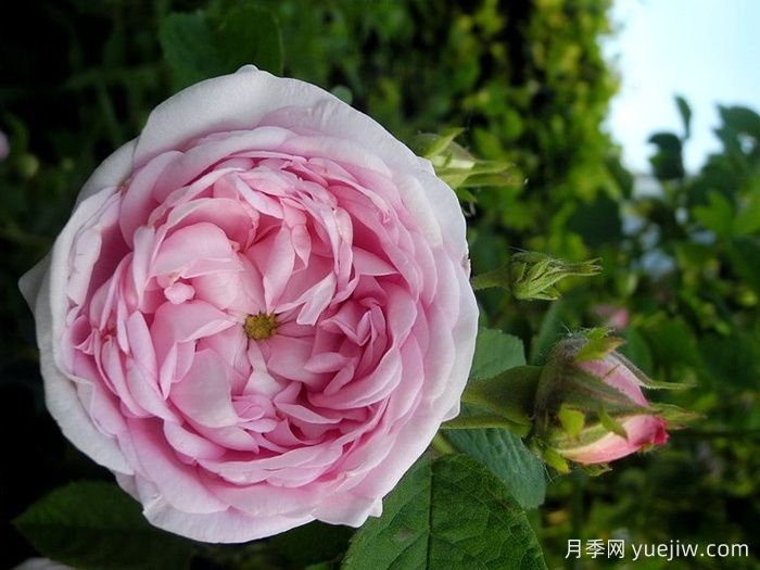 公爵夫人蒙特贝罗月季(图4)