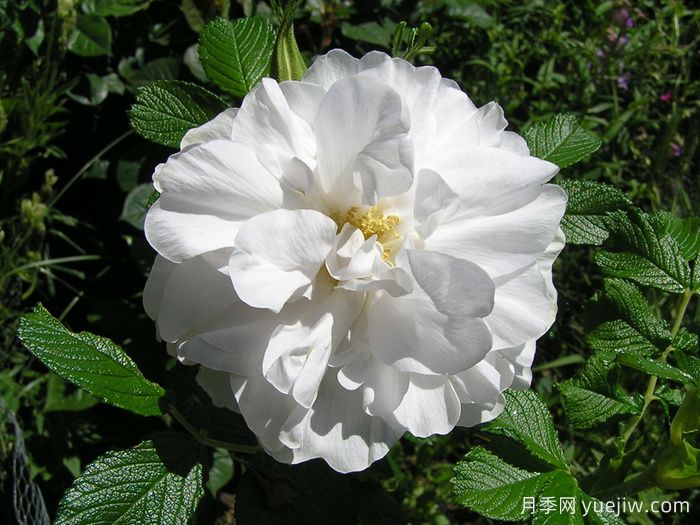 库拜重瓣白月季/穆斯林玫瑰(图1)