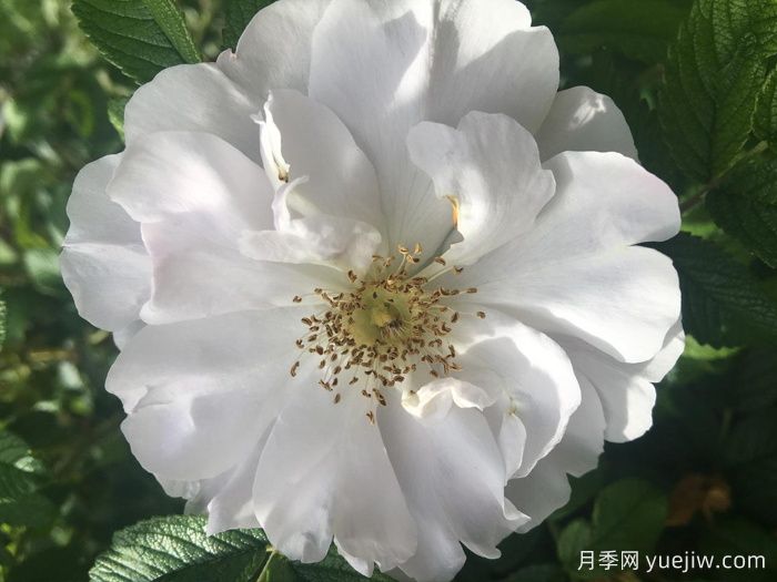 库拜重瓣白月季/穆斯林玫瑰(图2)