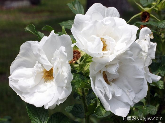 库拜重瓣白月季/穆斯林玫瑰(图3)