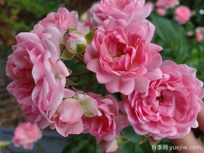 小仙女月季(图1)