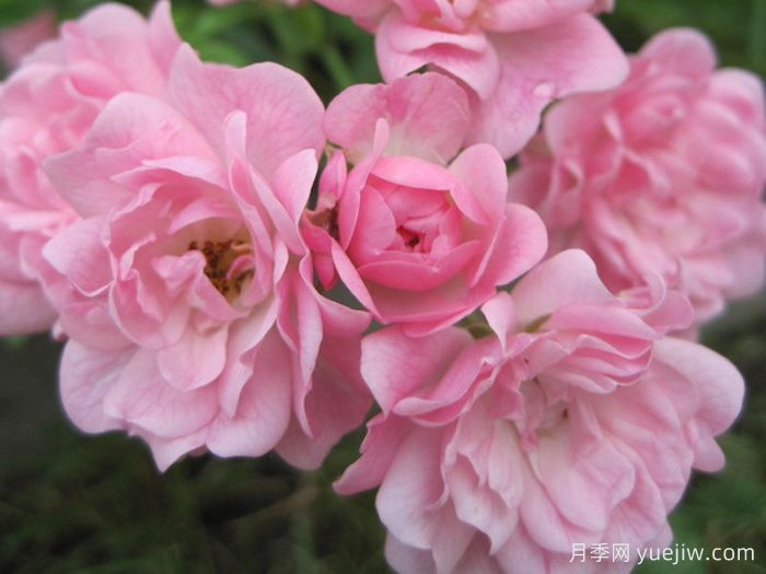 小仙女月季(图2)