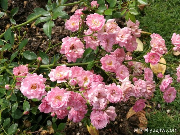 小仙女月季(图3)