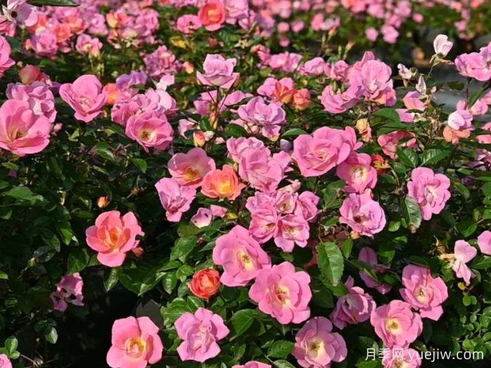 天狼月季西子系列，耐湿热型低维护系列月季(图1)